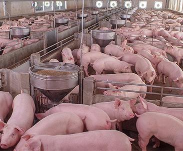  生猪放...